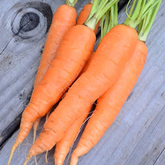Eskimo Carrot