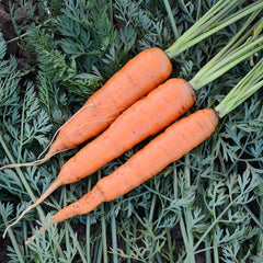 Eskimo Carrot