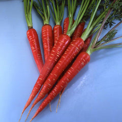 Red Samurai Carrot