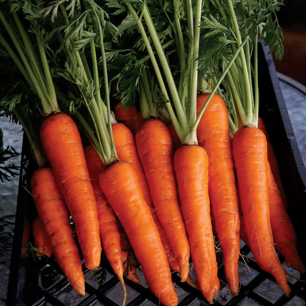 Rodelika Carrot