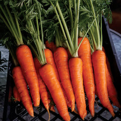 Rodelika Carrot