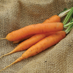 Yaya Carrot