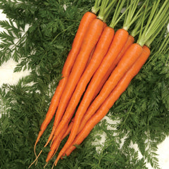 Sugarsnax 54 Carrot