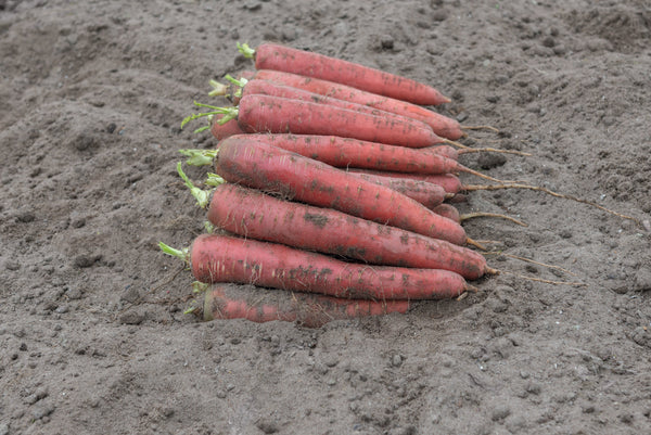 Redsun F1