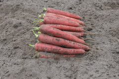 Redsun F1