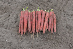 Redsun F1