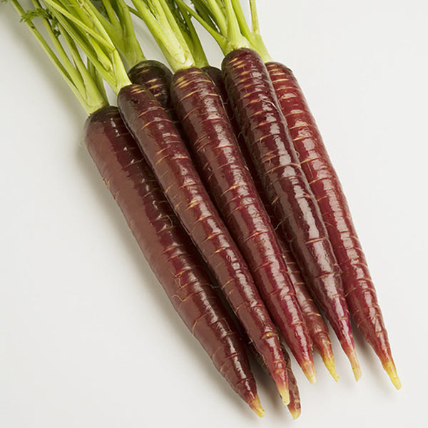 Purplesnax Carrot