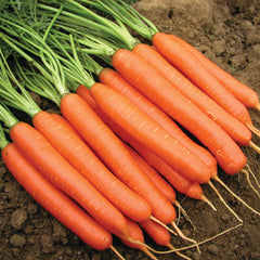 Romance Carrot