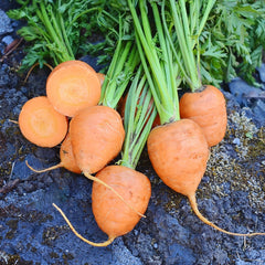 Rondo Carrot