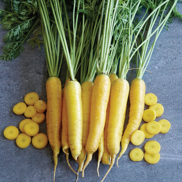 Yellowstone Carrot
