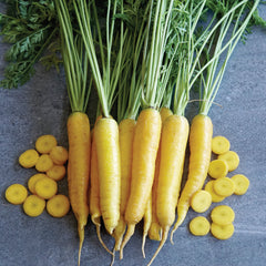 Yellowstone Carrot