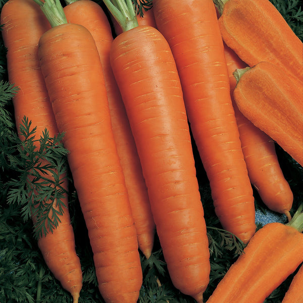Napoli Carrot