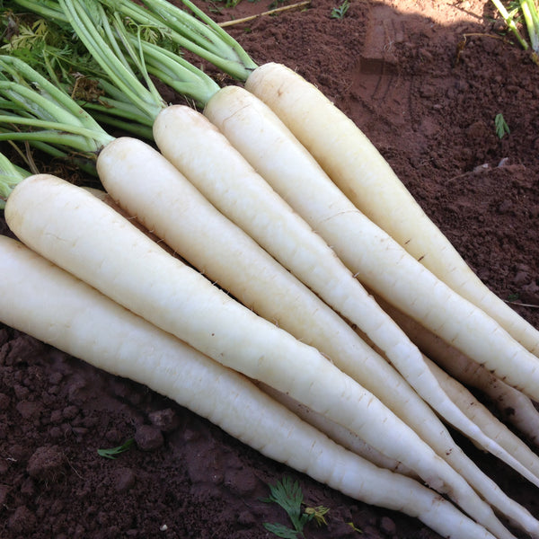 Snow Man Carrot