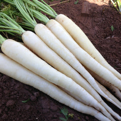 Snow Man Carrot