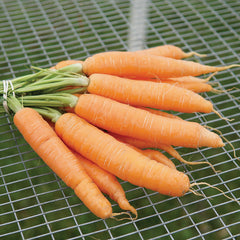 Negovia Carrot