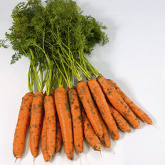 Negovia Carrot