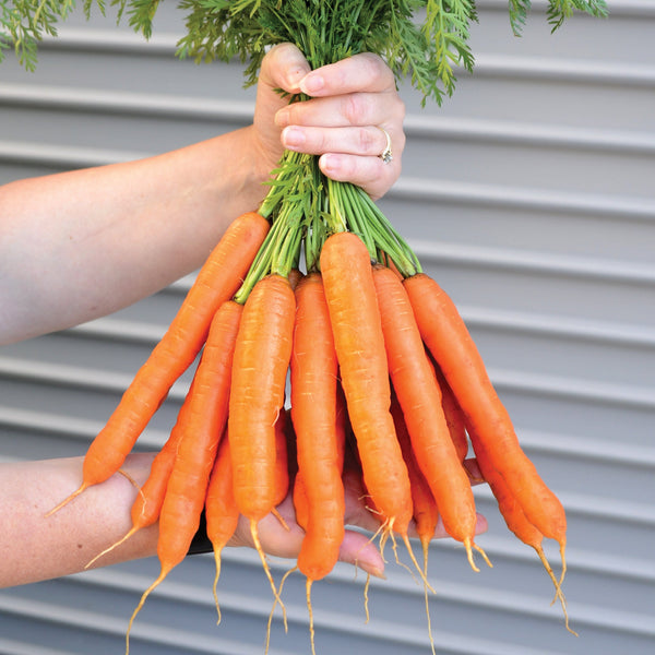 Speedo Carrot