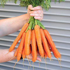 Speedo Carrot