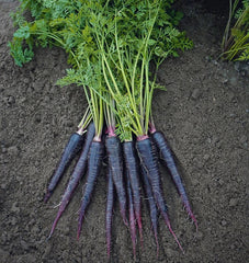 Deep Purple F1