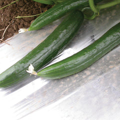 Summer Dance Cucumber