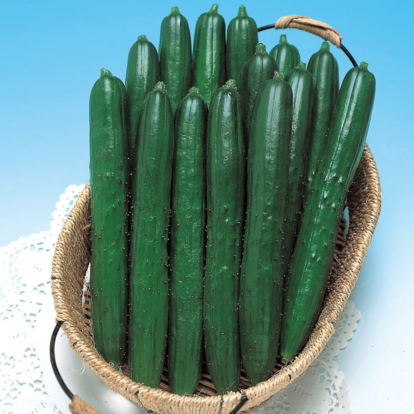 Summer Dance Cucumber