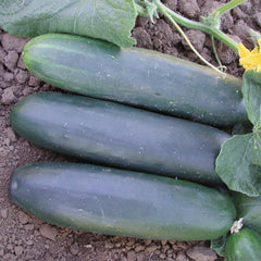 Marketmore 97 Cucumber