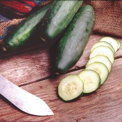Marketmore 97 Cucumber