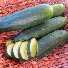 Marketmore 97 Cucumber