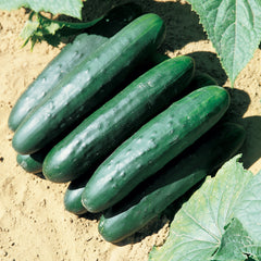 Raider Cucumber