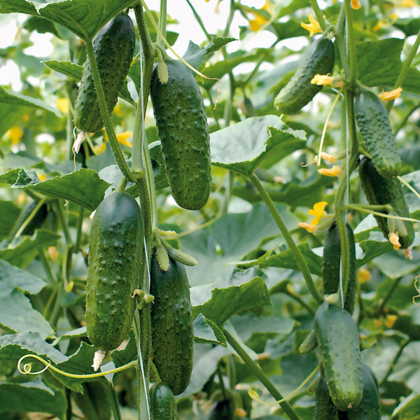 Excelsior Cucumber