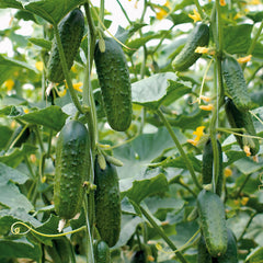 Excelsior Cucumber