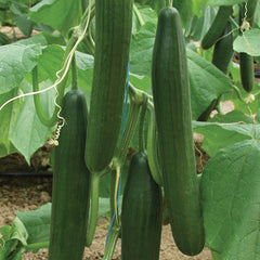 Bella Cucumber