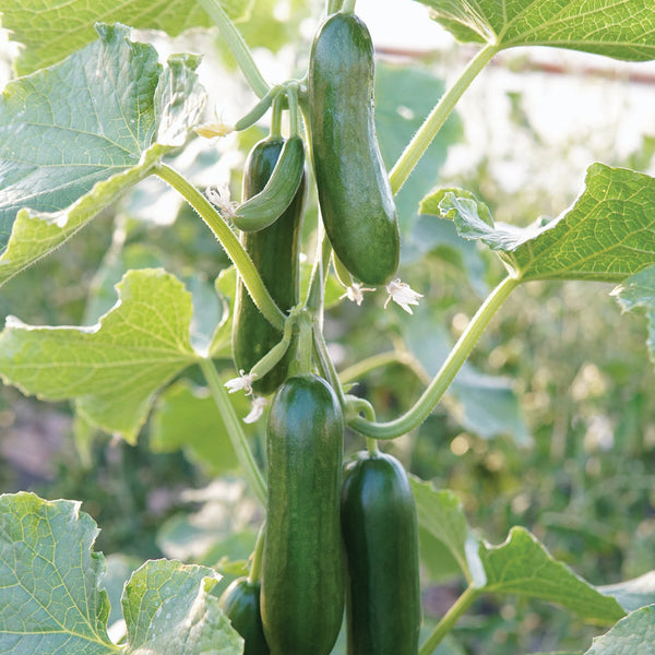 Mini Munch Cucumber