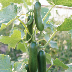 Mini Munch Cucumber
