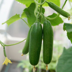 Mini Munch Cucumber