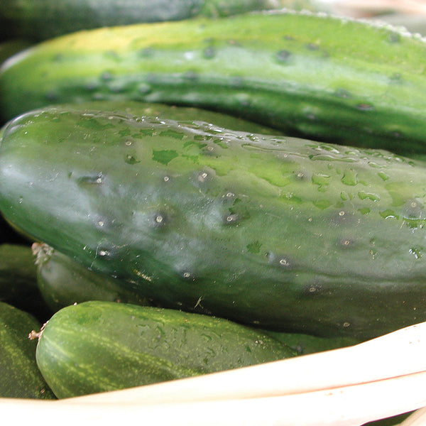 Homemade Pickles Cucumber