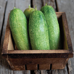 Double Yield Cucumber