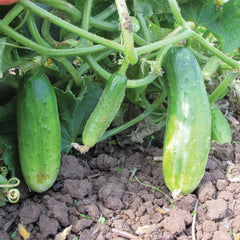 Double Yield Cucumber