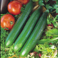 Telegraph Improved Cucumber