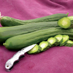 Telegraph Improved Cucumber