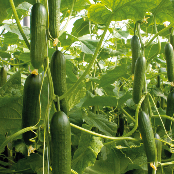 Socrates Cucumber