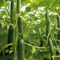Socrates Cucumber