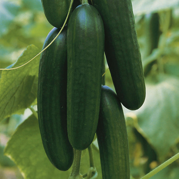 Picolino Cucumber