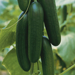 Picolino Cucumber
