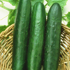 Sweet-Slice Cucumber