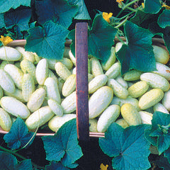 Miniature White Cucumber