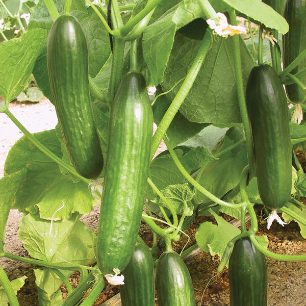 Manny Cucumber