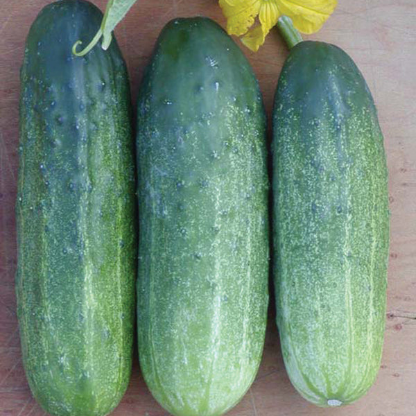 Mcpick Cucumber