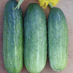 Mcpick Cucumber