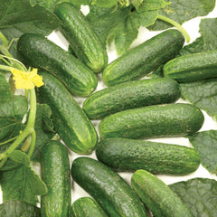 Diamant Cucumber